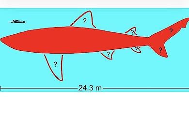 Der Riesenhai Megalodon erreichte eine L&auml;nge von 24 Metern: Wissenschaftler haben diese Gr&ouml;&szlig;e best&auml;tigt