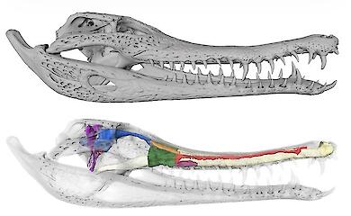 Das Gehirn des Krokodils hat sich in den letzten 100 Millionen Jahren kaum verändert