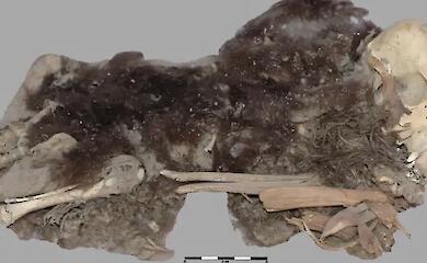 Arch&auml;ologen haben 1100 Jahre alte Hundemumien gefunden und herausgefunden, wie die Menschen sich um sie gek&uuml;mmert haben