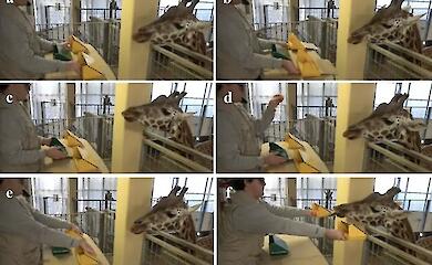 K&ouml;nnen Giraffen Karotten z&auml;hlen? Wissenschaftler haben ein ungew&ouml;hnliches Experiment durchgef&uuml;hrt
