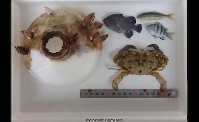 Die Krabbe lebte zwei Monate lang in einer Plastikflasche und wuchs so stark, dass sie sich nicht mehr befreien konnte