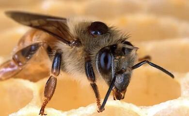 Spinnengift erwies sich als gef&auml;hrlich f&uuml;r Milben, nicht jedoch f&uuml;r Bienen