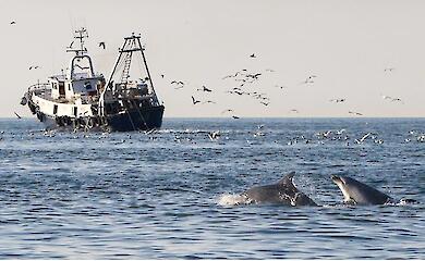 Delfine ernähren sich immer häufiger in der Nähe von Fischereifahrzeugen – und das ist ein schlechtes Zeichen