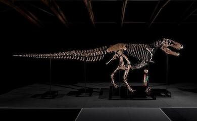 Das Skelett eines Tyrannosaurus wird bei Sotheby’s versteigert