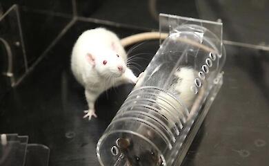 Die Ratte befreite einen Artgenossen und teilte ihr Futter mit ihm. Warum?