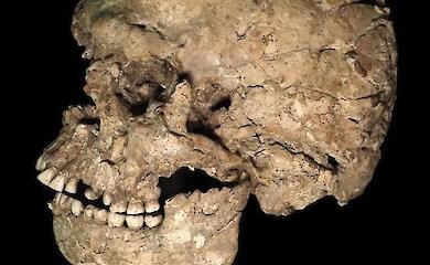 Ein urzeitlicher Kiefer enth&uuml;llte das Drama des Homo sapiens vor 90.000 Jahren