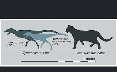 Wissenschaftler haben herausgefunden, wie die Jungtiere des Tyrannosaurus geboren wurden