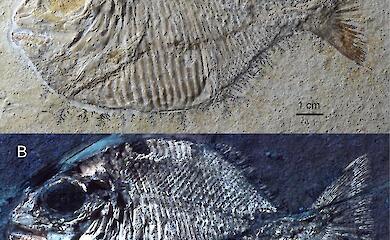 Ultraviolettstrahlung brachte Jungtiere eines 152 Millionen Jahre alten Fisches zum Vorschein