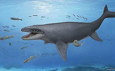 Der Stein wurde 30 Jahre lang im Museum aufbewahrt – darin befanden sich Knochen eines Mosasaurus