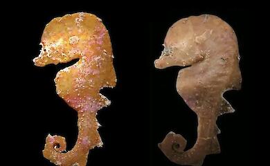Wissenschaftler haben einen Fisch entdeckt, der sich &auml;u&szlig;erlich kaum von einem Seepferdchen unterscheidet