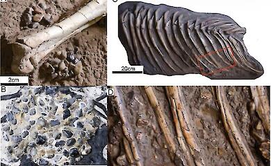 Steine im Magen halfen Wissenschaftlern zu verstehen, wie Dinosaurier ihre Nahrung verdauten