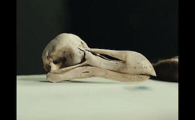 Der Sch&auml;del des Dodo hat gezeigt, dass der ausgestorbene Vogel m&ouml;glicherweise gar nicht dumm war