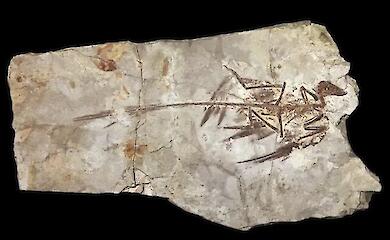 Warum waren Dinosaurier zwar Riesen, wurden aber nie wirklich klein?