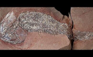 Ein fast vollst&auml;ndig erhaltener Fisch, der 254 Millionen Jahre alt ist, wurde in der N&auml;he eines Meteoritenkraters gefunden