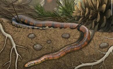 Wissenschaftler haben herausgefunden, wo die Urschlangen vor 80 Millionen Jahren lebten