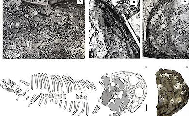 Wissenschaftler haben das Geheimnis eines Fossils gelüftet, das vor fast 80 Jahren in der Arktis zurückgelassen wurde
