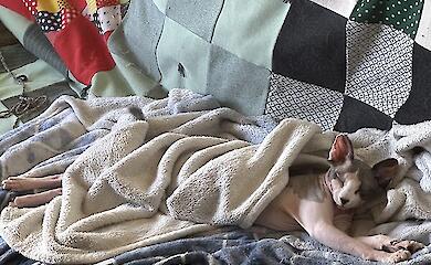 Die Menschen lachen, doch den Katzen geht es schlecht: Wissenschaftler haben beliebte Videos mit Haustieren untersucht