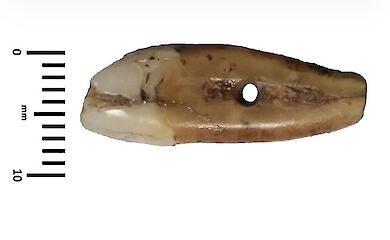 Vor 6.500 Jahren wurde ein menschlicher Zahn zu einem Schmuckstück verarbeitet – er wurde in Serbien gefunden