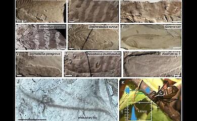 Wissenschaftler haben die Laute von Insekten aus dem Jura, die 165 Millionen Jahre alt sind, rekonstruiert