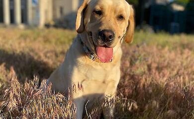 Bei Hunden wurde ein m&ouml;gliches verstecktes Kommunikationssignal gegen&uuml;ber Menschen entdeckt