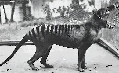 Wissenschaftler haben eine ungew&ouml;hnliche Jagdmethode des ausgestorbenen Tasmanischen Tigers aufgedeckt