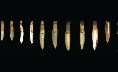 Foto: Lynley A. Wallis et al. / Australian Archaeology, 2026, CC BY 4.0. Bild beschnitten