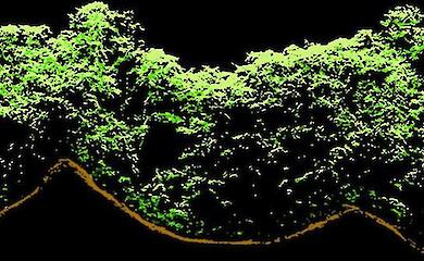 Bild: University of Exeter. LiDAR-Profil des Waldes &uuml;ber zwei antiken Maya-Bauten