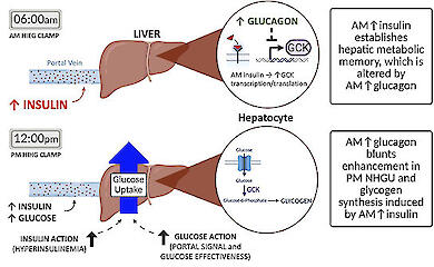 Bild: Waterman et al. / Frontiers in Endocrinology, CC BY 4.0. Wie Insulin und Glukagon die Glukoseaufnahme der Leber beeinflussen