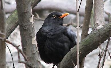Eine Amsel in Budapest. Foto: Balazs Szanto / CC BY-SA 2.0. Das Bild wurde zugeschnitten und wird unter denselben Bedingungen weiterverbreitet.