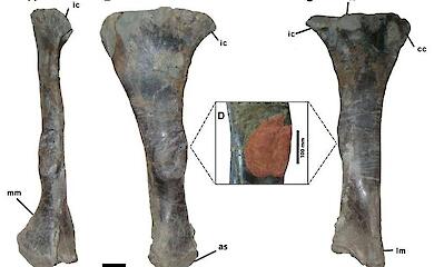 Schienbein von Iguanodon bernissartensis mit pathologischer Verdickung; der betroffene Bereich ist rot markiert. Bild: Salas-Herrera et al. / Royal Society Open Science, CC BY 4.0.