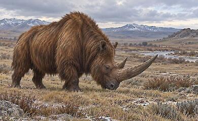 Ein zweih&ouml;rniges Wollnashorn steht in der k&uuml;hlen Steppe vor dem Hintergrund der Berge.