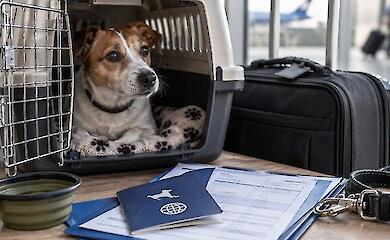 Ein Hund in einer Transportbox neben einem Koffer und Veterin&auml;rdokumenten vor einer Reise