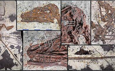Ein neuer gefiederter Dinosaurier hat gezeigt, dass sich die „Flügel“ bei Dinosauriern und Vögeln unterschiedlich entwickelt haben