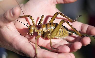 Gro&szlig;e gelbbraune Weta mit langen F&uuml;hlern und Dornen an den Beinen sitzt auf der Handfl&auml;che eines Menschen